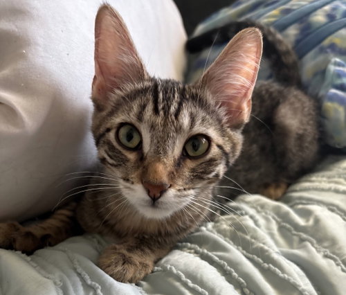 Milo, a cat for adoption from Feline Freedom Flight Resscue