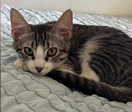 picture of the cat needing adoption