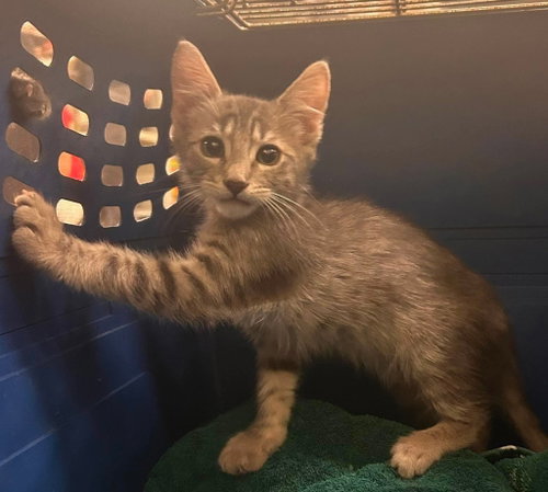 Stormy, a cat for adoption from Feline Freedom Flight Resscue