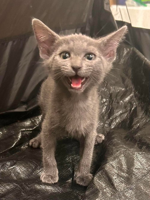 picture of the cat needing adoption