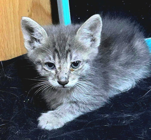 Photo 2 of Smokey