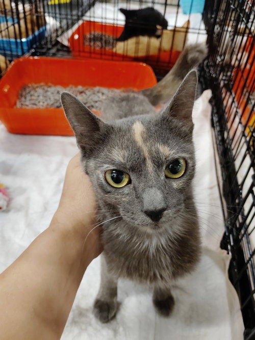 picture of the cat needing adoption