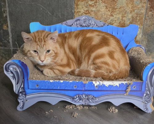Cheeto, a cat for adoption from Feline Freedom Flight Resscue