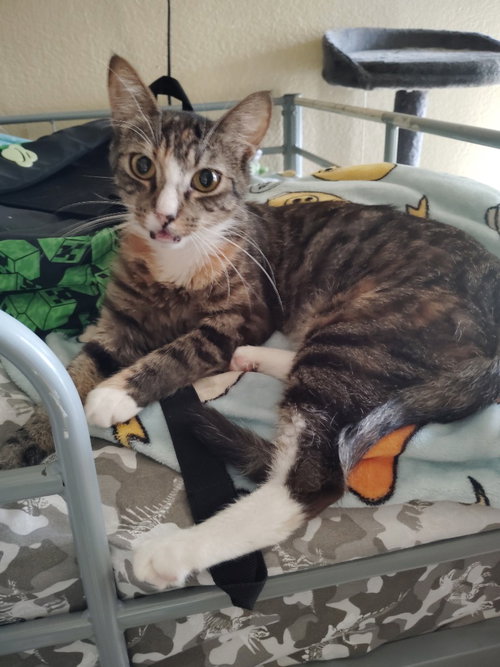picture of the cat needing adoption