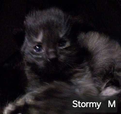 Photo 2 of Stormy Ray