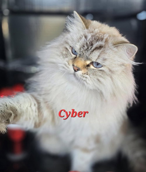 Cyper, a cat for adoption from Feline Freedom Flight Resscue