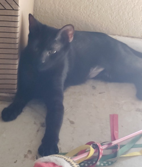 Willow, a cat for adoption from Feline Freedom Flight Resscue