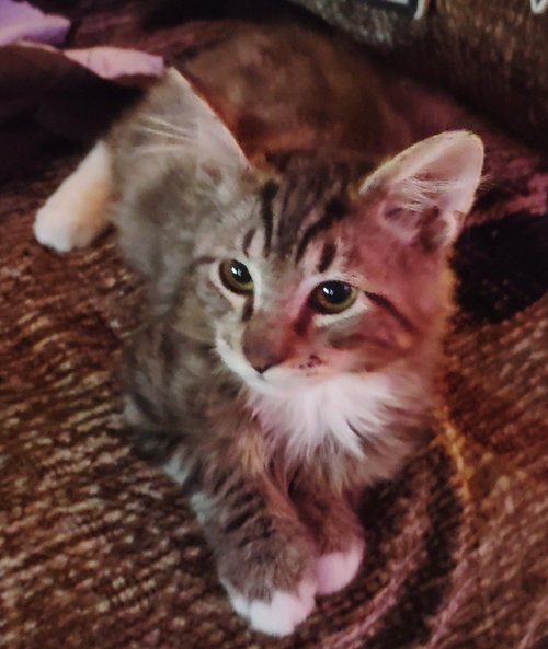 Fluff fluff, a cat for adoption from Feline Freedom Flight Resscue