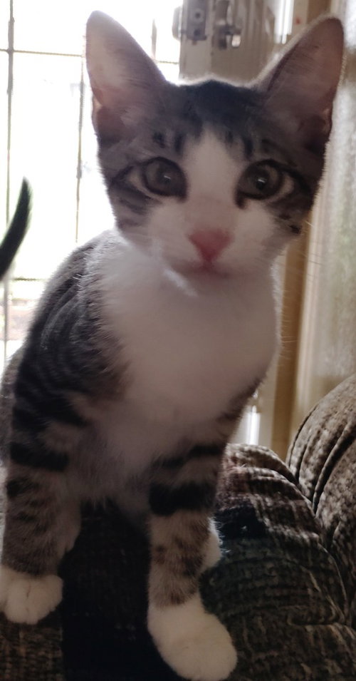 Thomas, a cat for adoption from Feline Freedom Flight Resscue