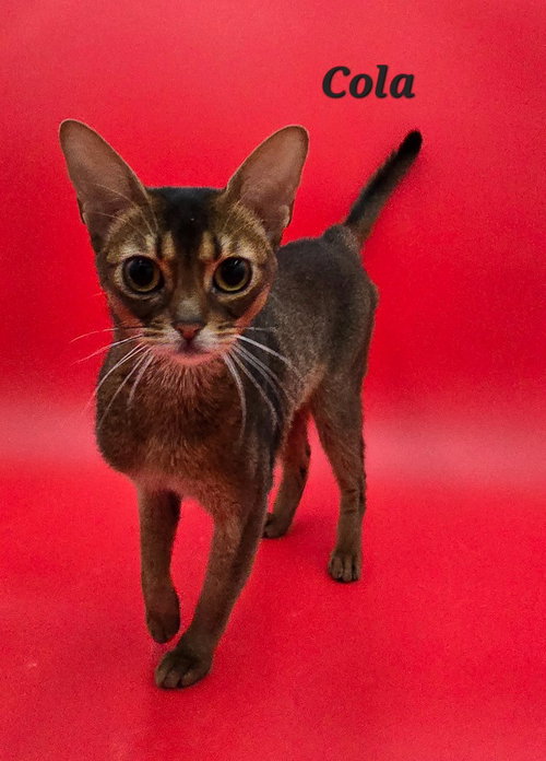 Cola, a cat for adoption from Feline Freedom Flight Resscue