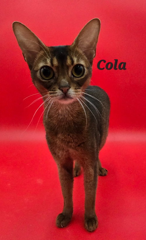 Photo 3 of Cola