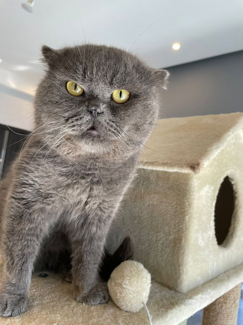 Winston, a cat for adoption from Feline Freedom Flight Resscue