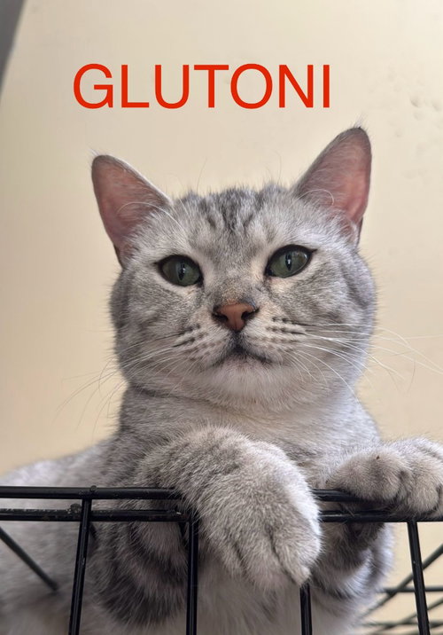 Glutoni, a cat for adoption from Feline Freedom Flight Resscue