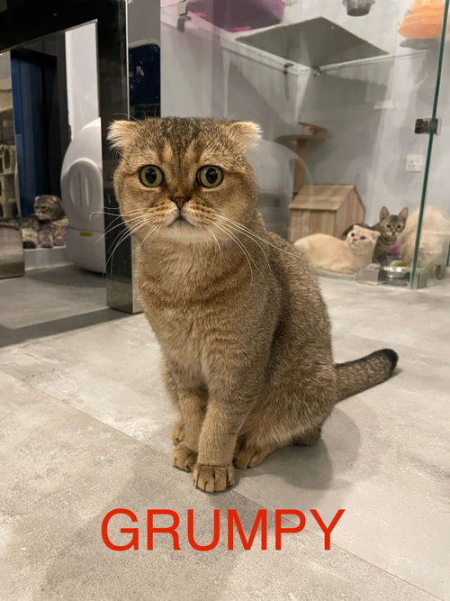 Grumpy, a cat for adoption from Feline Freedom Flight Resscue
