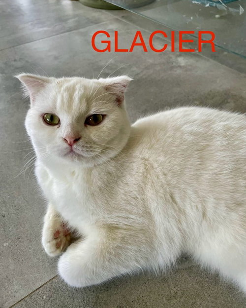 Glacier, a cat for adoption from Feline Freedom Flight Resscue