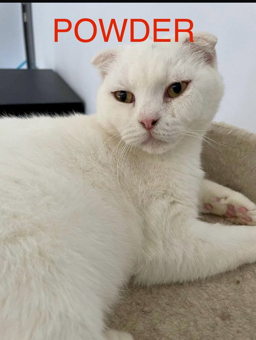 Powder, a cat for adoption from Feline Freedom Flight Resscue