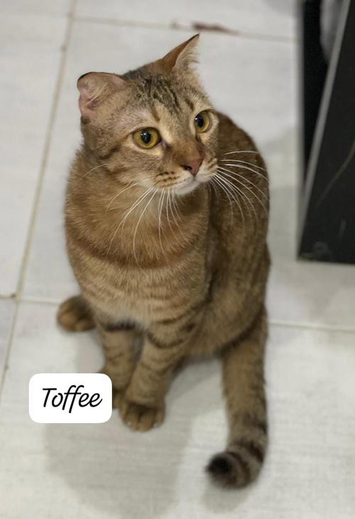 Toffee, a cat for adoption from Feline Freedom Flight Resscue