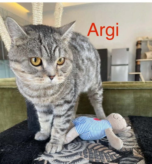 Argi, a cat for adoption from Feline Freedom Flight Resscue