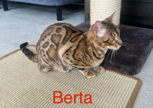 Berta, a cat for adoption from Feline Freedom Flight Resscue