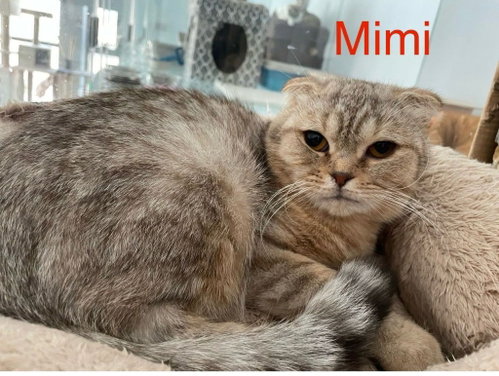 Mimi, a cat for adoption from Feline Freedom Flight Resscue