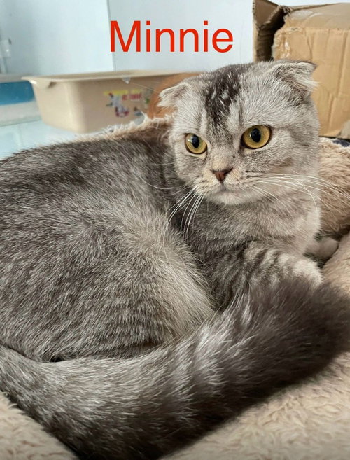 Minnie, a cat for adoption from Feline Freedom Flight Resscue