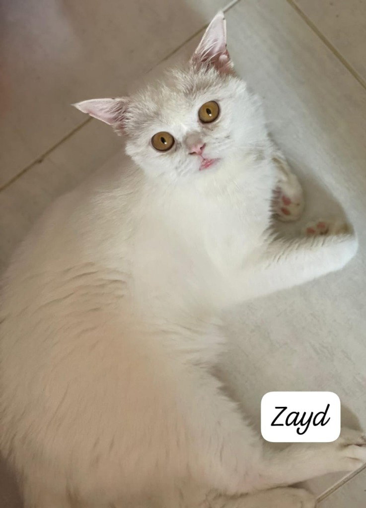 Zayd