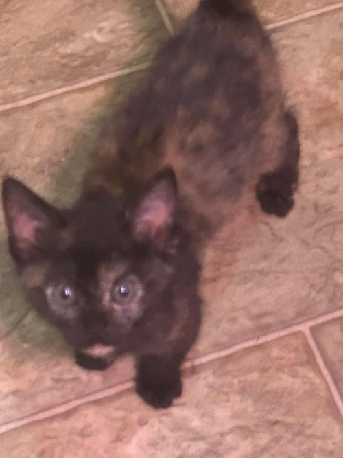 Stella, a cat for adoption from Feline Freedom Flight Resscue
