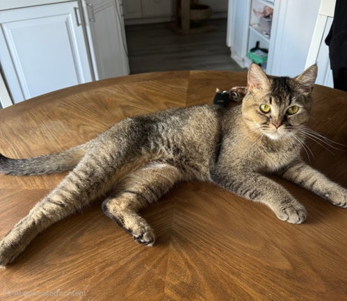 Dalia, a cat for adoption from Feline Freedom Flight Resscue