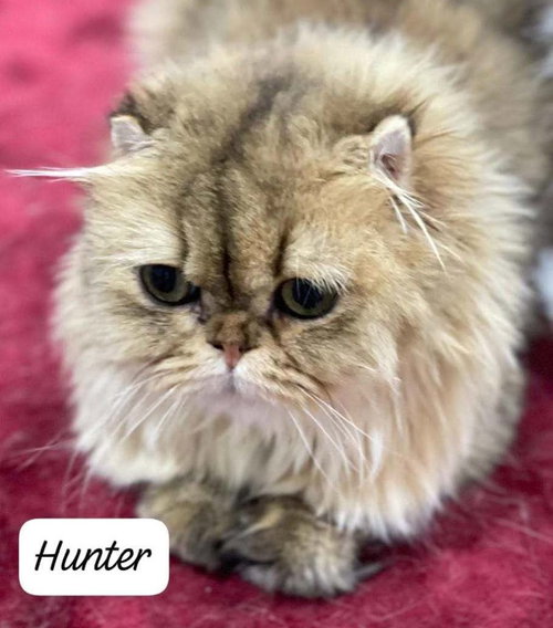Hunter, a cat for adoption from Feline Freedom Flight Resscue
