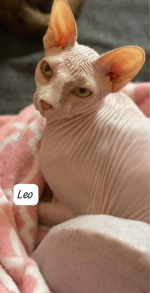 Leo, a cat for adoption from Feline Freedom Flight Resscue