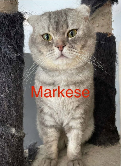Markese, a cat for adoption from Feline Freedom Flight Resscue