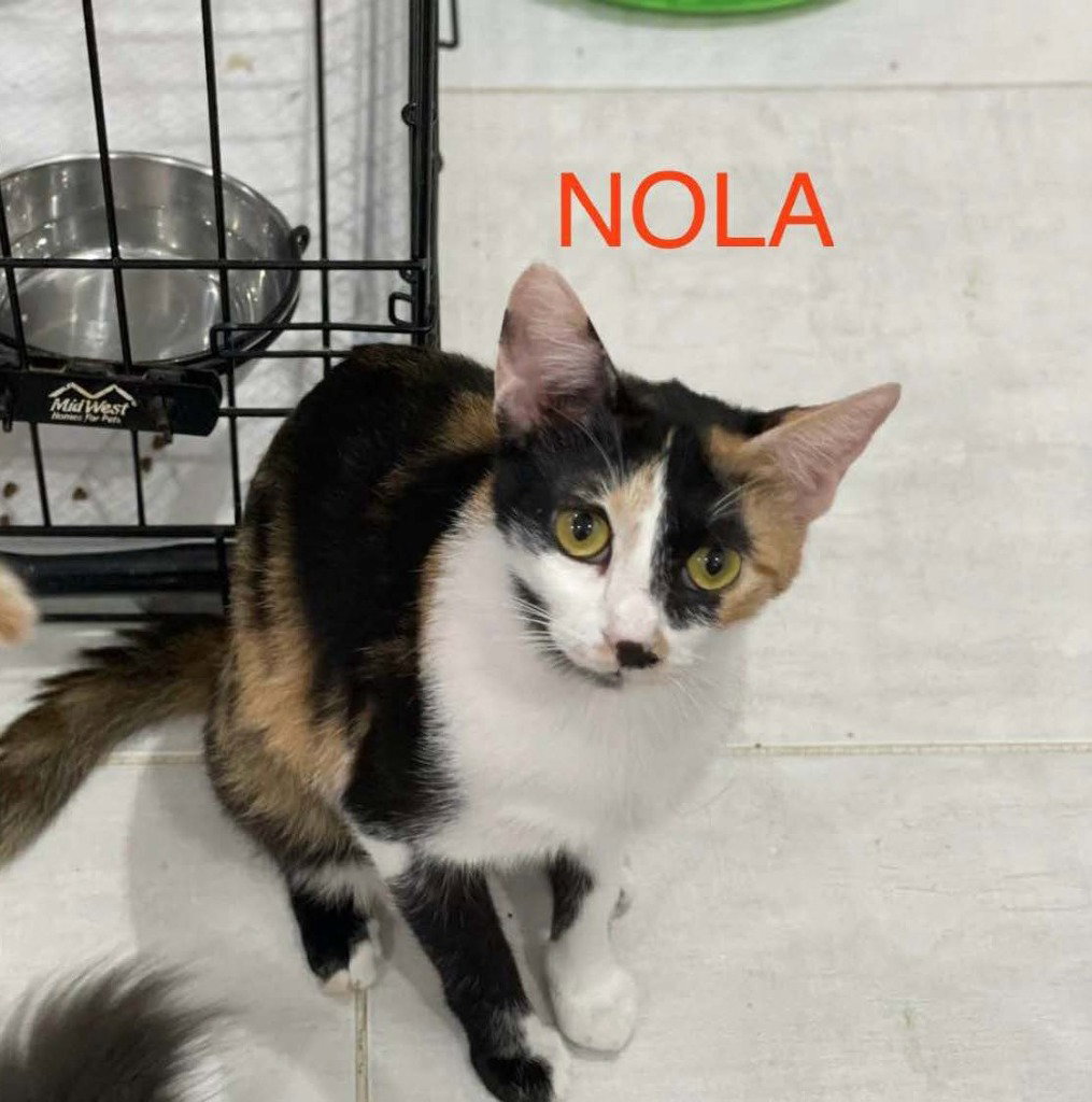 Nola, Calico