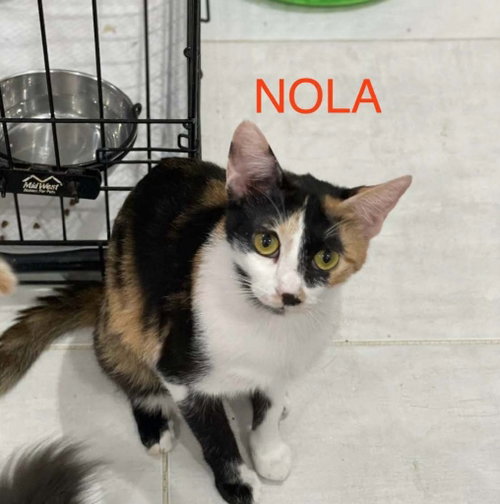 Nola, a cat for adoption from Feline Freedom Flight Resscue