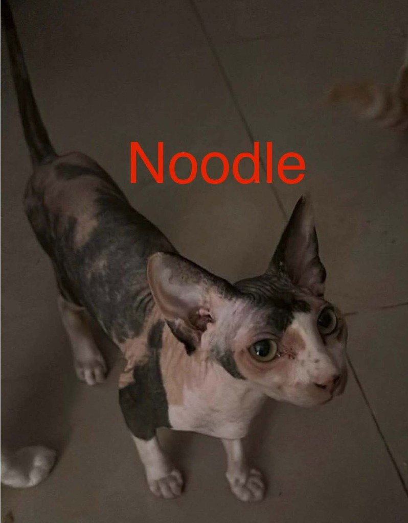 Noodle, Sphynx (hairless cat)