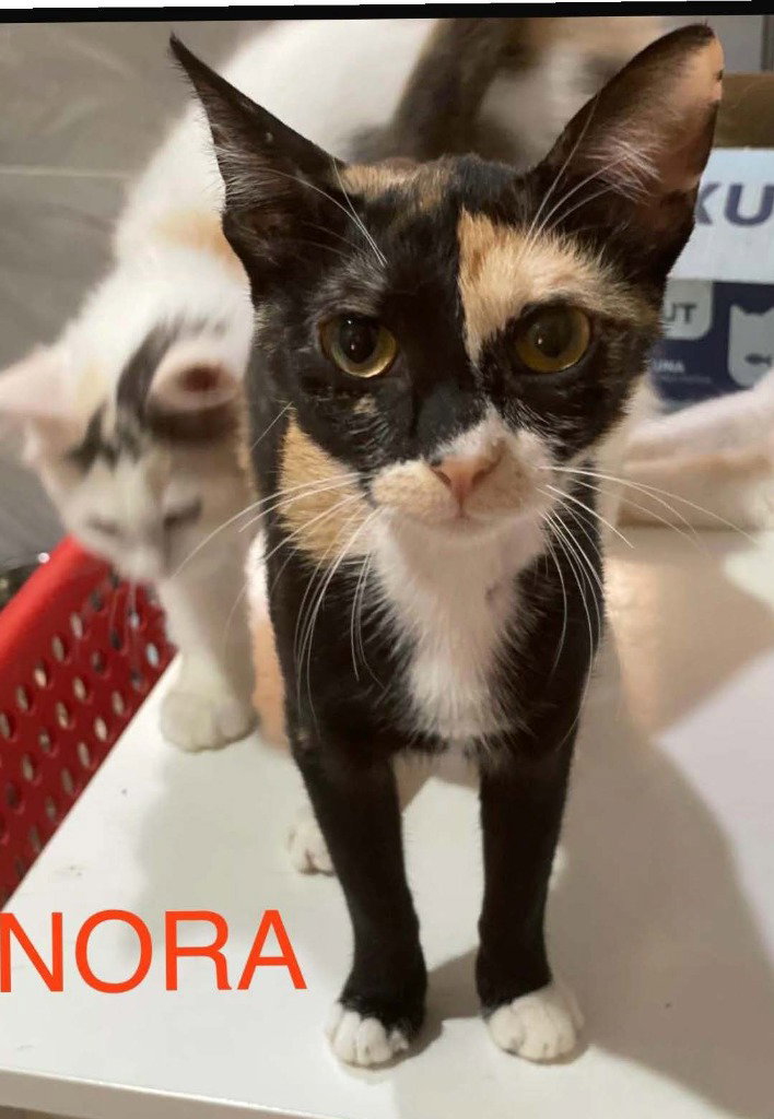 Nora, Calico