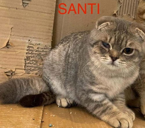 Santi, a cat for adoption from Feline Freedom Flight Resscue
