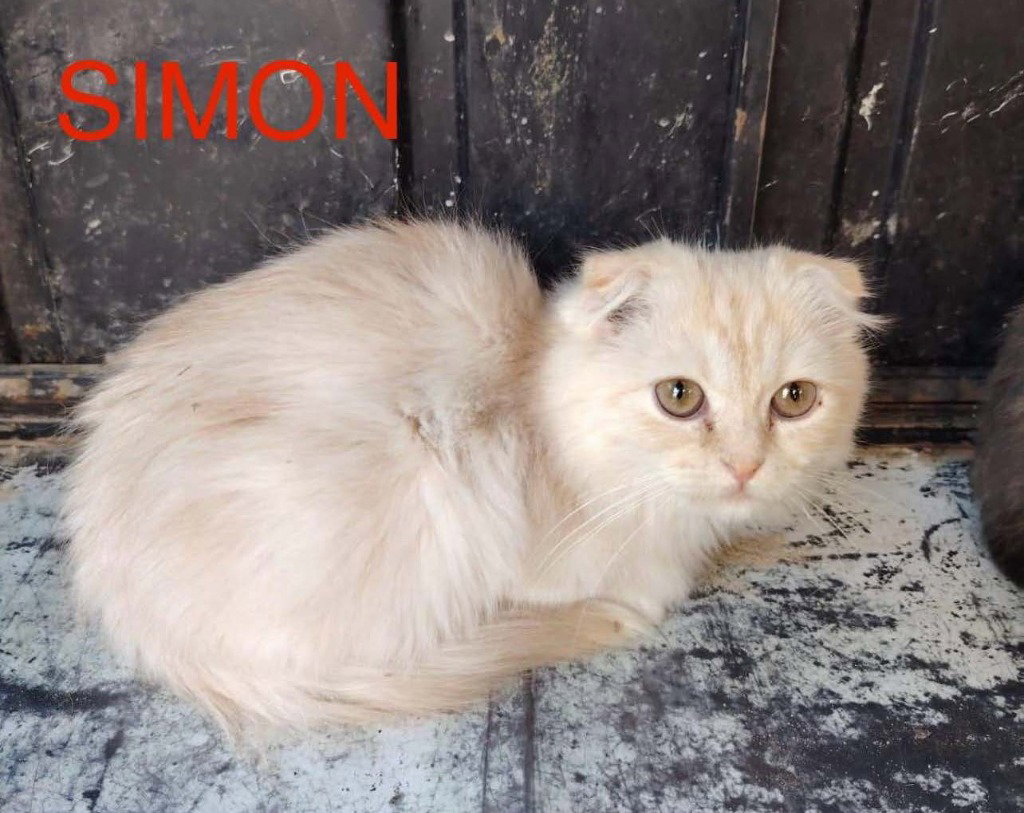 Simon, Scottish Fold