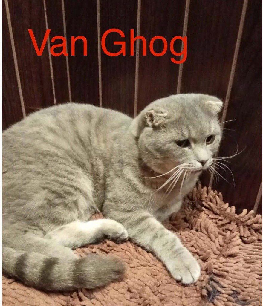 Van Ghog, Scottish Fold
