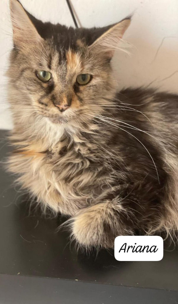 Ariana, Maine Coon