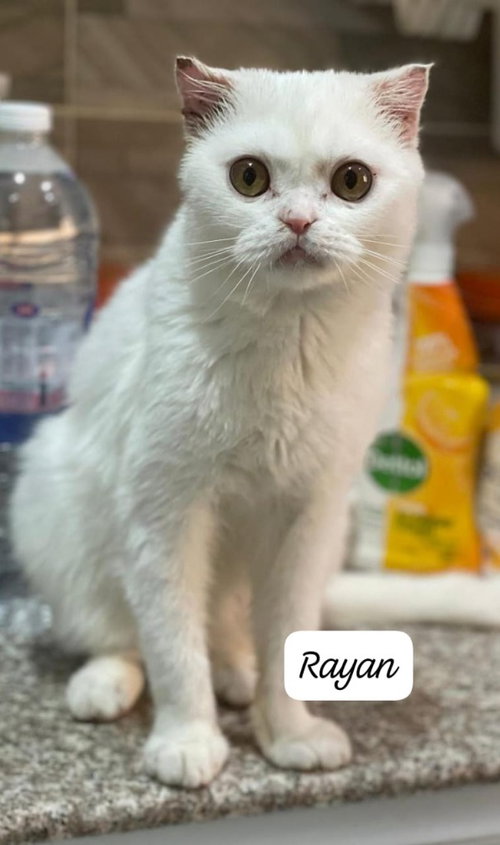 Rayan, a cat for adoption from Feline Freedom Flight Resscue
