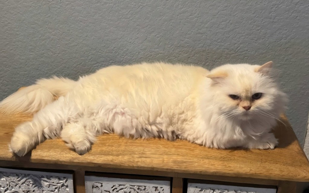 Bunny, Persian