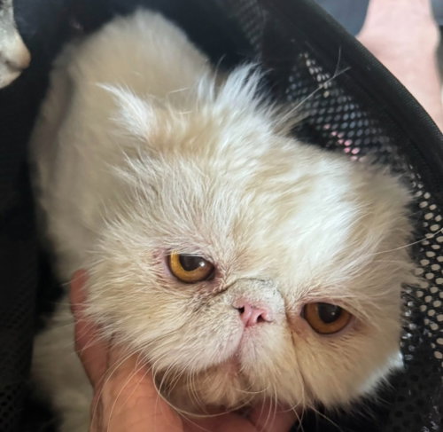 Sweetheart, a cat for adoption from Feline Freedom Flight Resscue