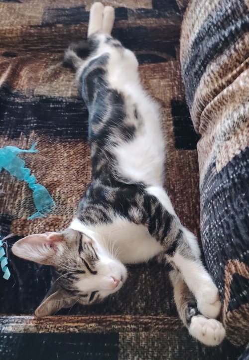Donut, a cat for adoption from Feline Freedom Flight Resscue