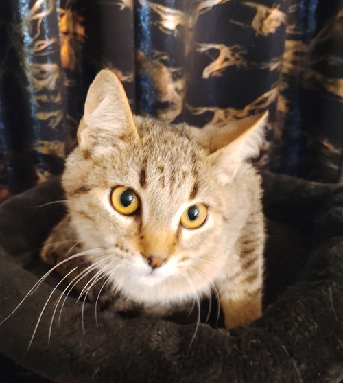 Omi, a cat for adoption from Feline Freedom Flight Resscue