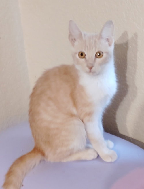 Summer, a cat for adoption from Feline Freedom Flight Resscue