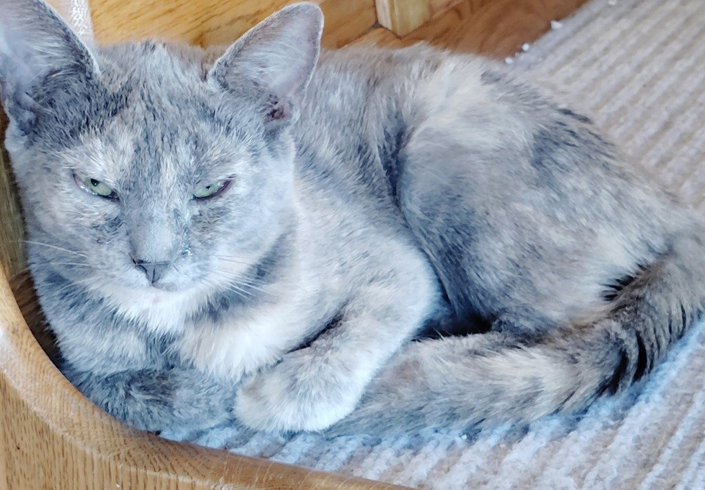 Pepper