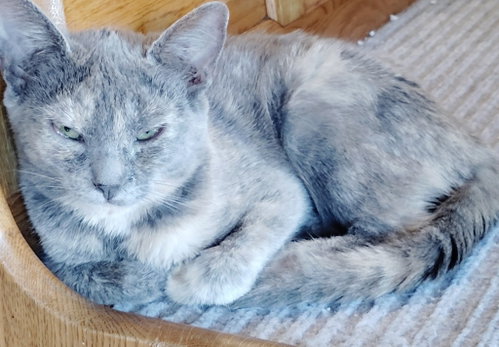 Pepper, Domestic Short Hair / Mixed