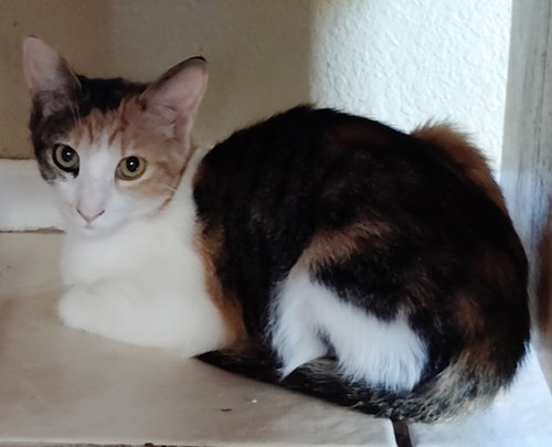 Luna, Calico