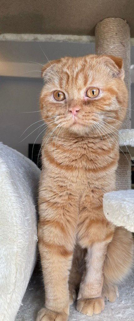 Fanta, a cat for adoption from Feline Freedom Flight Resscue
