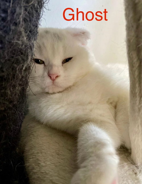 Ghost, a cat for adoption from Feline Freedom Flight Resscue